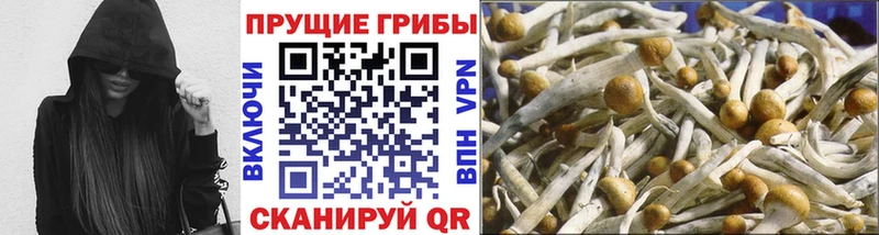 Купить где  Петропавловск-Камчатский  Псилоцибиновые грибы Magic Shrooms 
